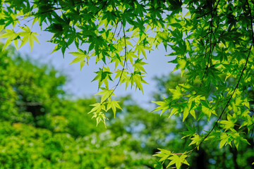 風景素材　爽かな初夏の鮮かな青紅葉