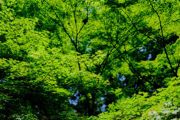 風景素材　爽かな初夏の鮮かな青紅葉