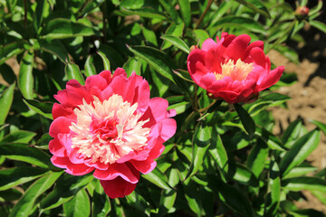 Blooming red peonies on the flower bed