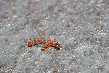 Busy red ants / Ants are eusocial insects of the family Formicidae