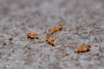 Busy red ants / Ants are eusocial insects of the family Formicidae