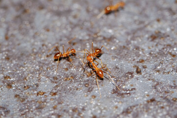 Busy red ants / Ants are eusocial insects of the family Formicidae