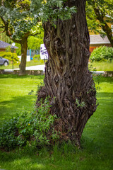 Large tree with a twisted trunk. An old gnarled and twisted tree in the park