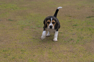 beagle dog sitting on the grass