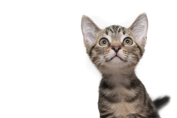 Obraz premium Kitten