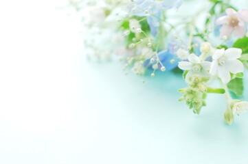 Fototapeta na wymiar 青い花の背景