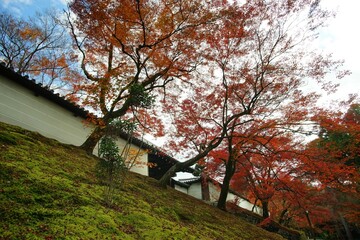 Kyoto Manshu-in temple in autumn leaves season