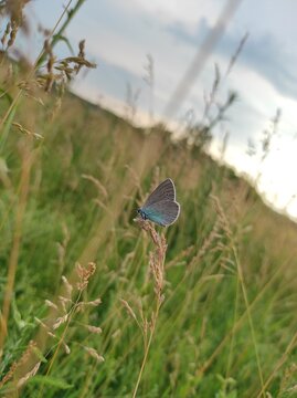 butterfly on a meadow © Iryna