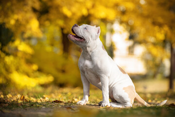 Portrait of American bully dog, sitting and smiling and obediently following the command. Pleasant walk in beautiful autumn park with yellowed fallen leaves.