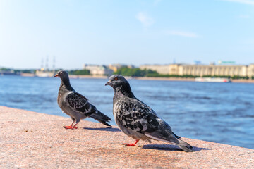 Two pigeons stand on a stone parapet on the river embankment on a sunny day, and on the opposite bank there are historical buildings, close up. Sightseeing city tour