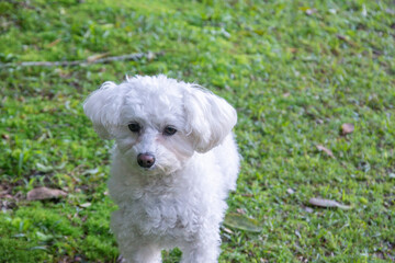 Gorgeous furry white poodle in the park