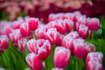 Tulip Colorful Tulip flower background in the garden