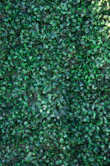 Background of delicate green leaves