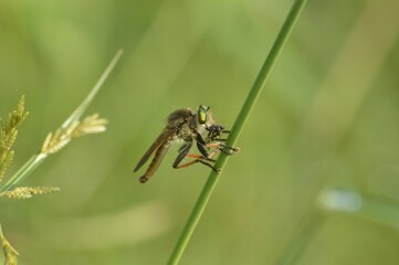 Robber fly on a leaf