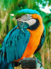 blue and yellow macaw