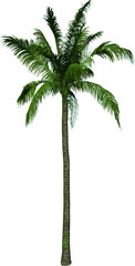 Front view tree (Coconut Tree Palm 1) illustration vector