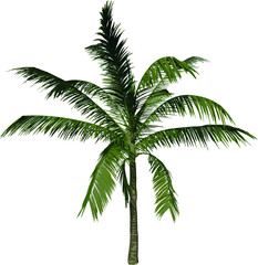 Obraz premium Front view tree (Adolescent Coconut Tree Palm 2) illustration vector