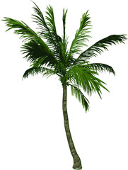 Front view tree (Adolescent Coconut Tree Palm 3) illustration vector