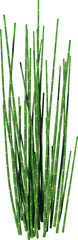 Front view of Plant ( rough horsetail ) Tree png illustration vector	