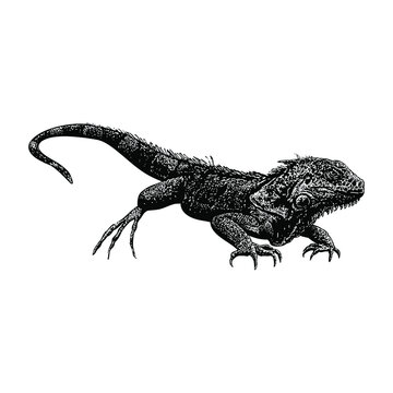 iguana hand drawing vector illustration isolated on background