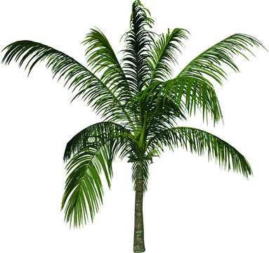 Front view tree (Young Coconut Tree Palm 1) illustration vector