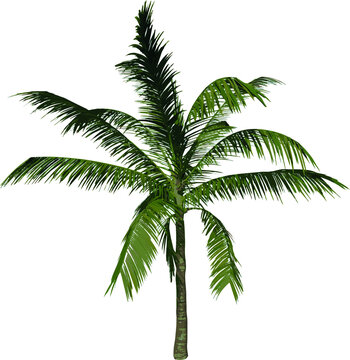 Front view tree (Adolescent Coconut Tree Palm 2) illustration vector