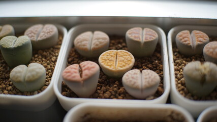 Lithops,Lithops is a genus of succulent plants native to Africa, mainly in Namibia and South...