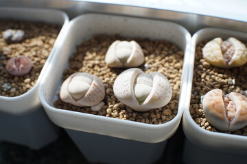 Lithops,Lithops is a genus of succulent plants native to Africa, mainly in Namibia and South Africa; Class: Magnoliopsida Order: Caryophyllales Family: Aizoaceae Genus: Lithops