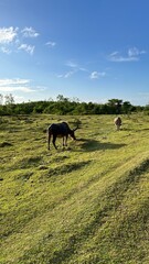 two buffaloes eating on a large grassy land