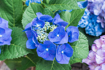 青いアジサイの花