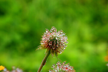 식물에 묻은 보석같은 물방울
