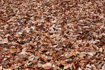 바닥에 떨어진 낙엽들