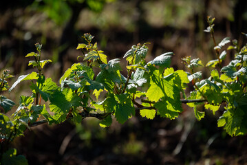 Obraz premium New spring growth in an Oregon vineyard shows fresh leaves and sprouts on trellised wine grapes, afternoon sun adding glow and contrast. 