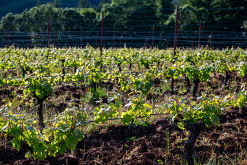 New spring growth in an Oregon vineyard shows fresh leaves and sprouts on trellised wine grapes, afternoon sun adding glow and contrast. 