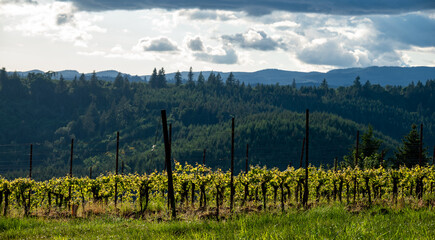 Spring growth in an Oregon vineyard shows tufts of fresh leaves along parallel rows, metal stakes and wire trellises supporing the growing vines.