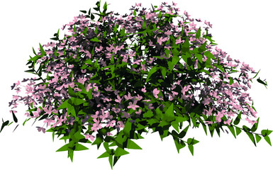 Front view of Plant Flower (Deutzia Yuki Cherry Blossom Deutzia 1) illustration vector	