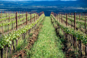 Fototapeta na wymiar Spring growth in an Oregon vineyard shows tufts of fresh leaves along parallel rows, metal stakes and wire trellises supporing the growing vines.