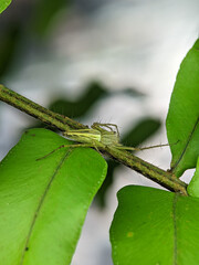 Oxyopes salticus is a species of lynx spider, commonly known as the striped lynx spider, first described by Hentz in 1845