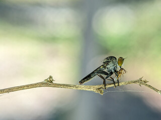Robberfly with kill. The Asilidae are the robber fly family, also called assassin flies. They are powerfully..