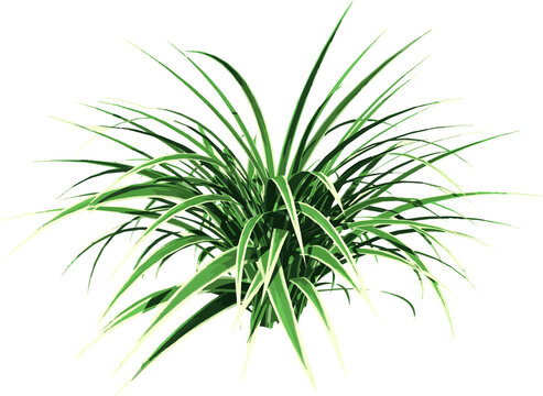 Front view of Plant (Dianella Tasmanica ) Tree png illustration vector