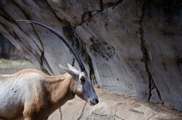 close up a gacela con cuernos largos de perfil, piedras de fondo
