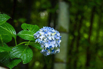 アジサイ　青　イメージ