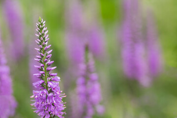Delicate purple wildflower against soft focus background of other wildflowers
