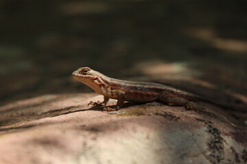 Lizard in Zion National Park