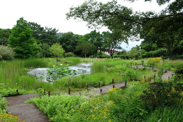 fine view of tropical garden