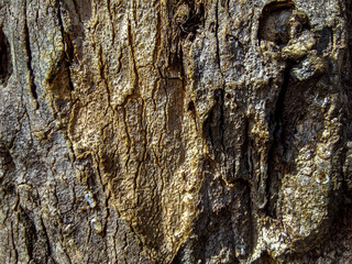 Close Up of Bark on Tree Stump. Old tree. many years old.   background or backdrop.