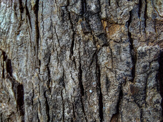Close Up of Bark on Tree Stump. Old tree. many years old.   background or backdrop.