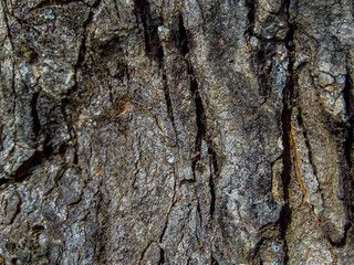 Obraz premium Close Up of Bark on Tree Stump. Old tree. many years old. background or backdrop.