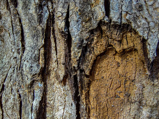 Close Up of Bark on Tree Stump. Old tree. many years old.   background or backdrop.