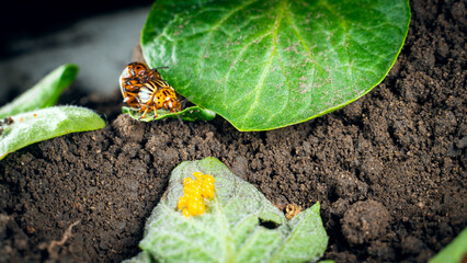 Mating Colorado potato beetles on a potato leaf. Oviposition of potato pests. Yellow beetle eggs....